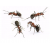 EFFECT | poudre contre les fourmis | 1 kg